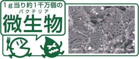 微生物による分解